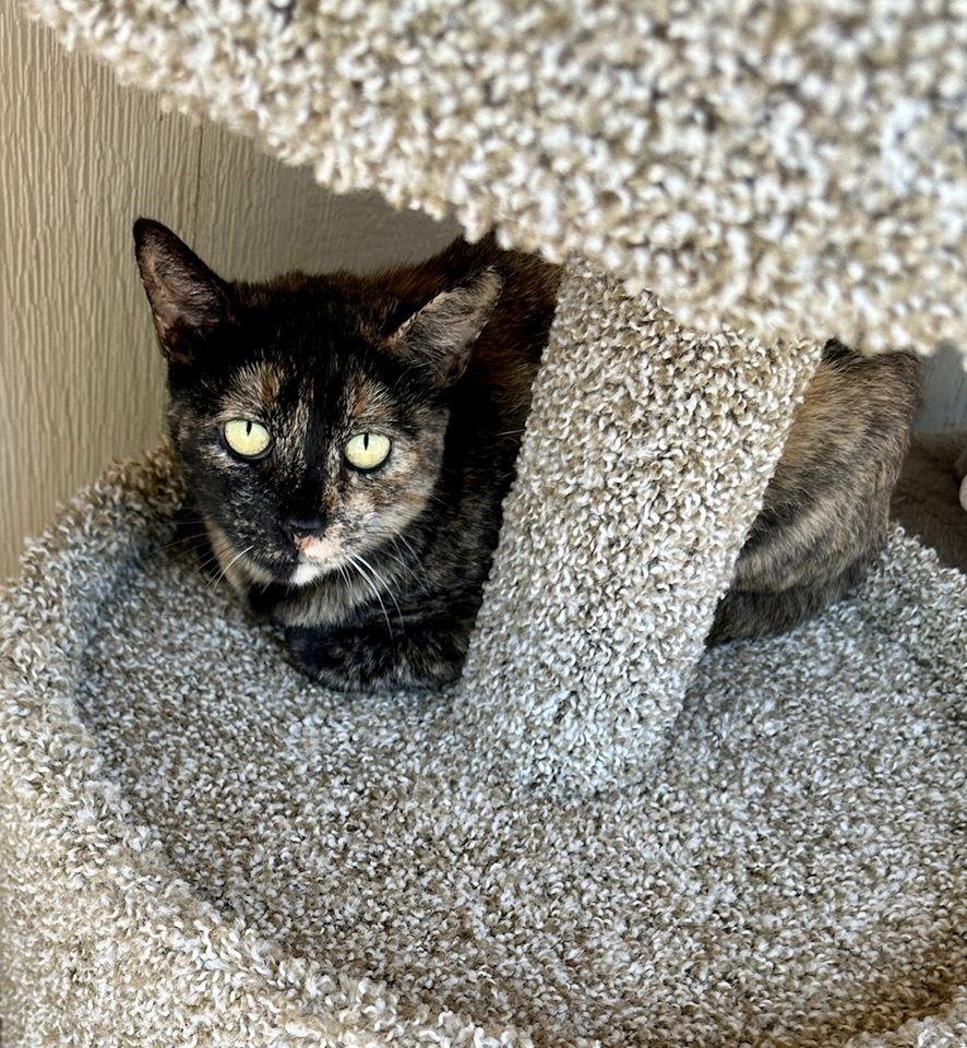 Enlarge Harley, a Adoptable mixed breed in Seal Beach, CA image 3/3