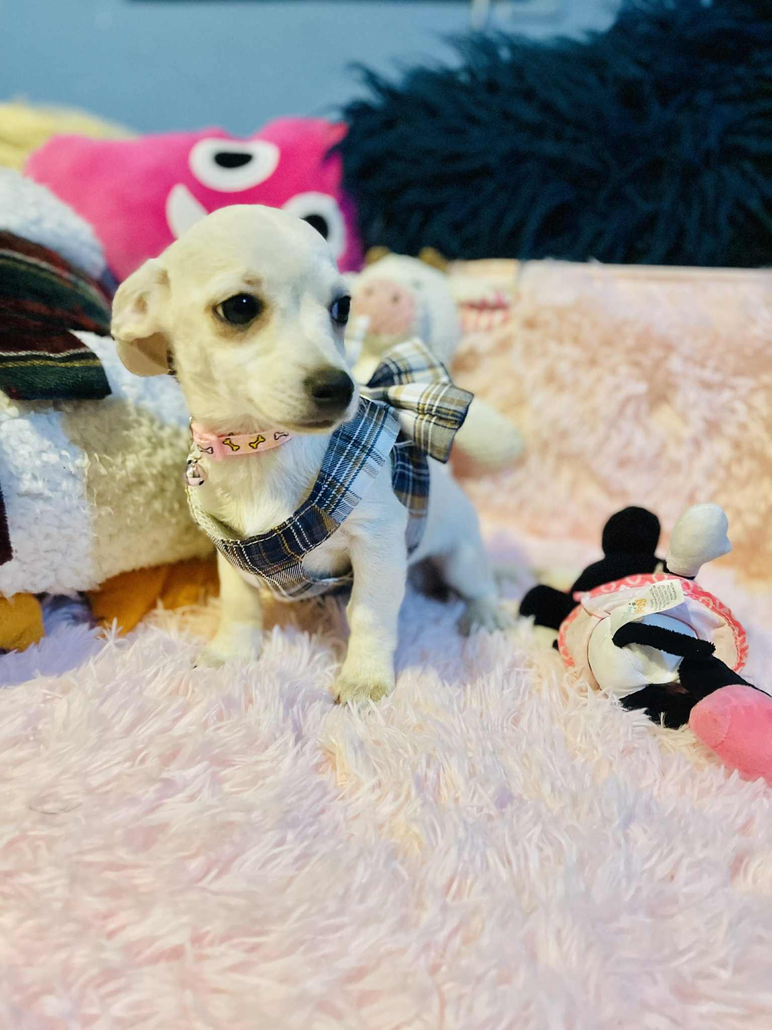 Angie, a Adoptable mixed breed in San Diego , CA image 1/4