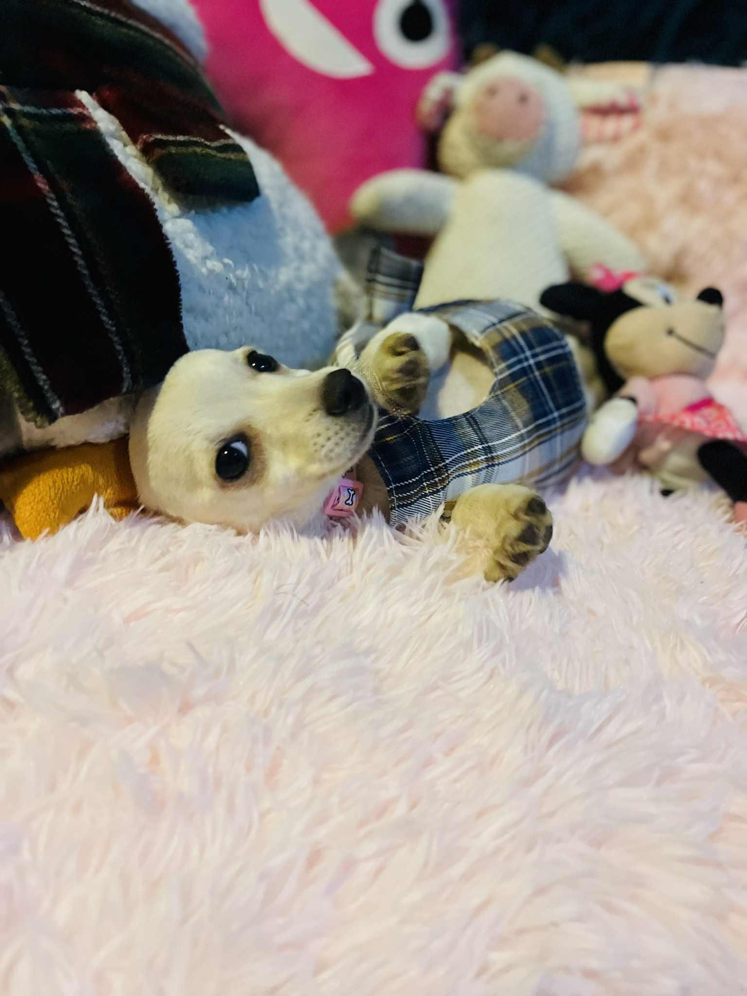 Angie, a Adoptable mixed breed in San Diego , CA image 2/4