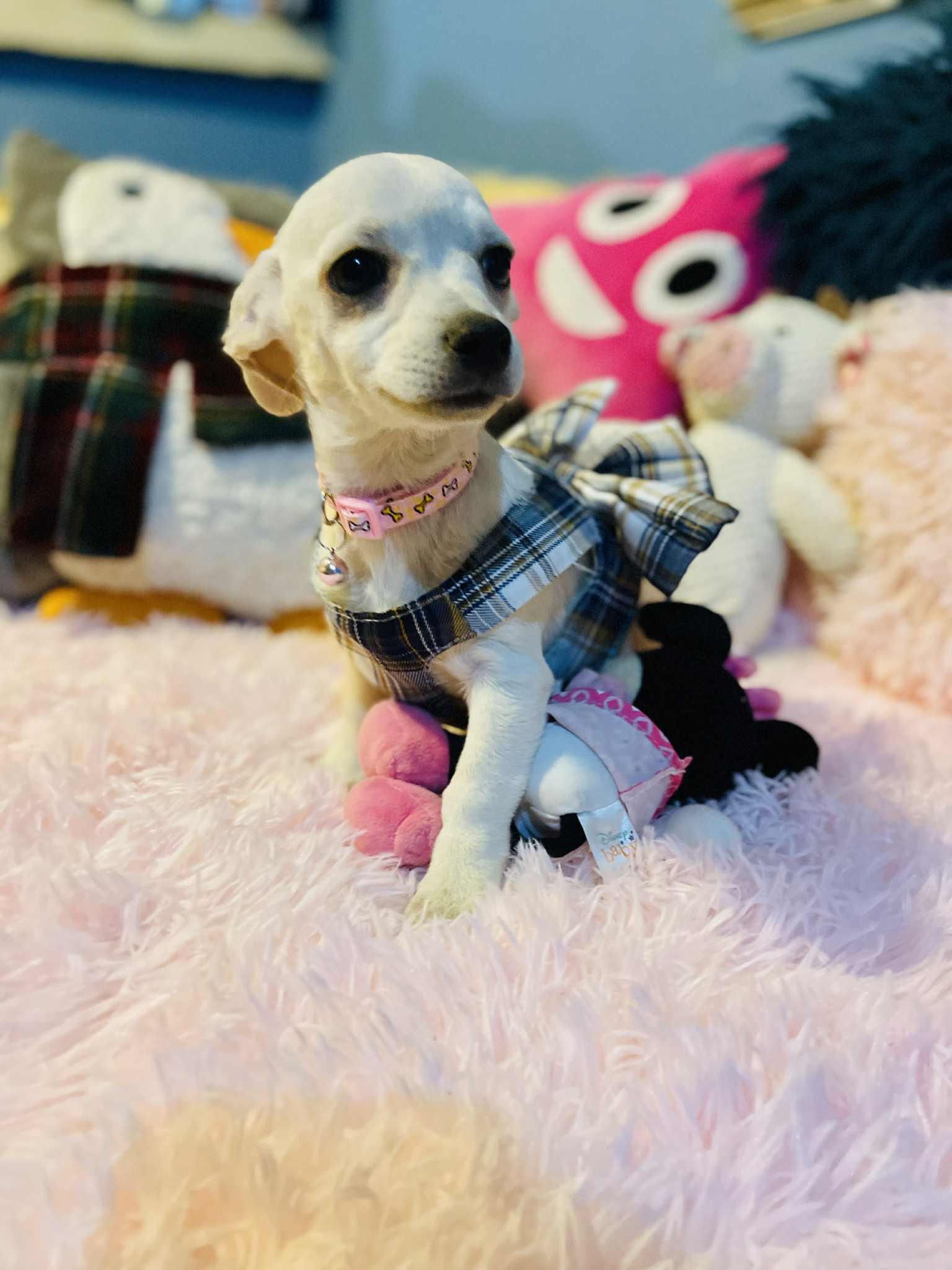 Angie, a Adoptable mixed breed in San Diego , CA image 3/4