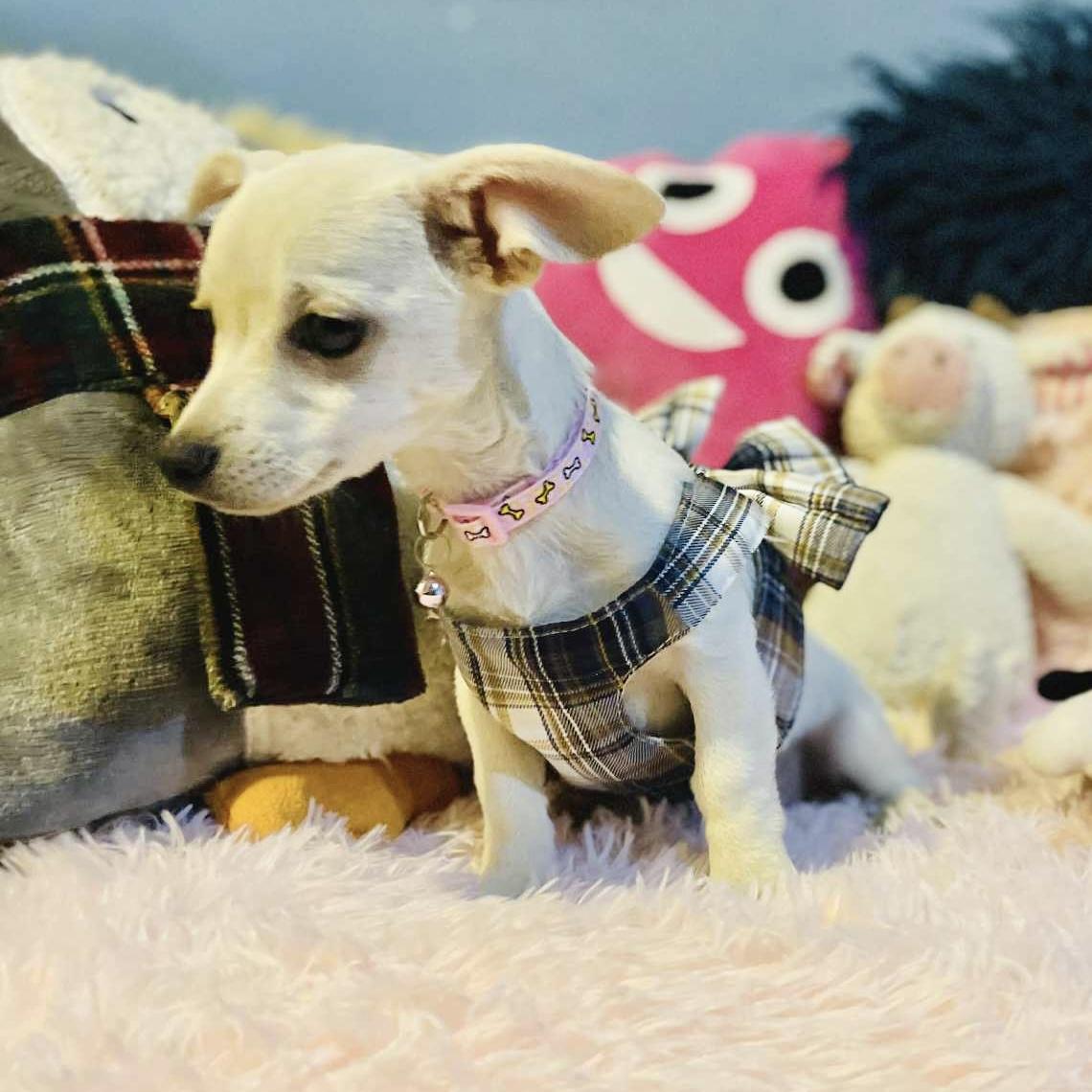 Angie, a Adoptable mixed breed in San Diego , CA image 4/4