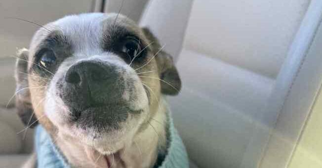 Enlarge Toby, a Adoptable mixed breed in Newnan, GA image 1/5