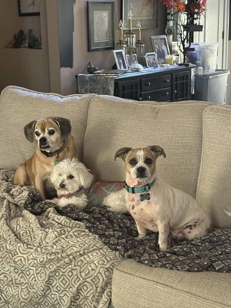 Toby, Adoptable, Adult Male Chihuahua & Pug.