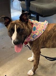 Ember, an adoptable Pit Bull Terrier in Mason City, IA, 50401 | Photo Image 5