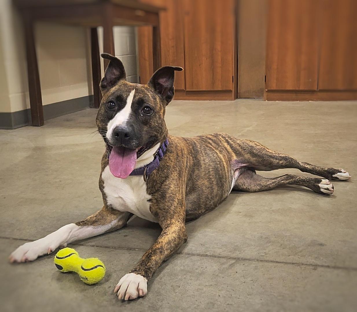 Ember, an adoptable Pit Bull Terrier in Mason City, IA, 50401 | Photo Image 1