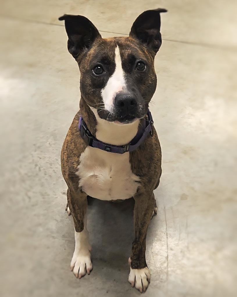 Ember, an adoptable Pit Bull Terrier in Mason City, IA, 50401 | Photo Image 4