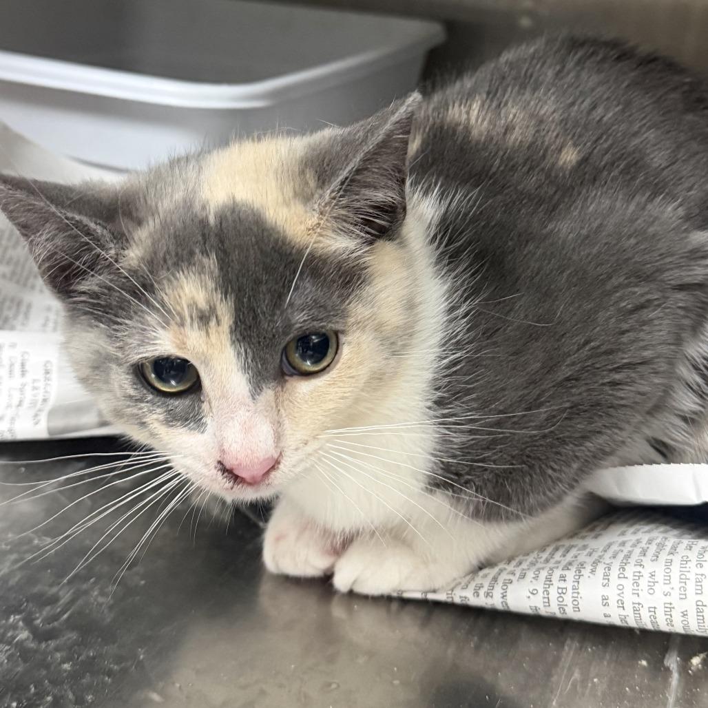 Candy Cane, Adoptable, Kitten Female Domestic Short Hair.