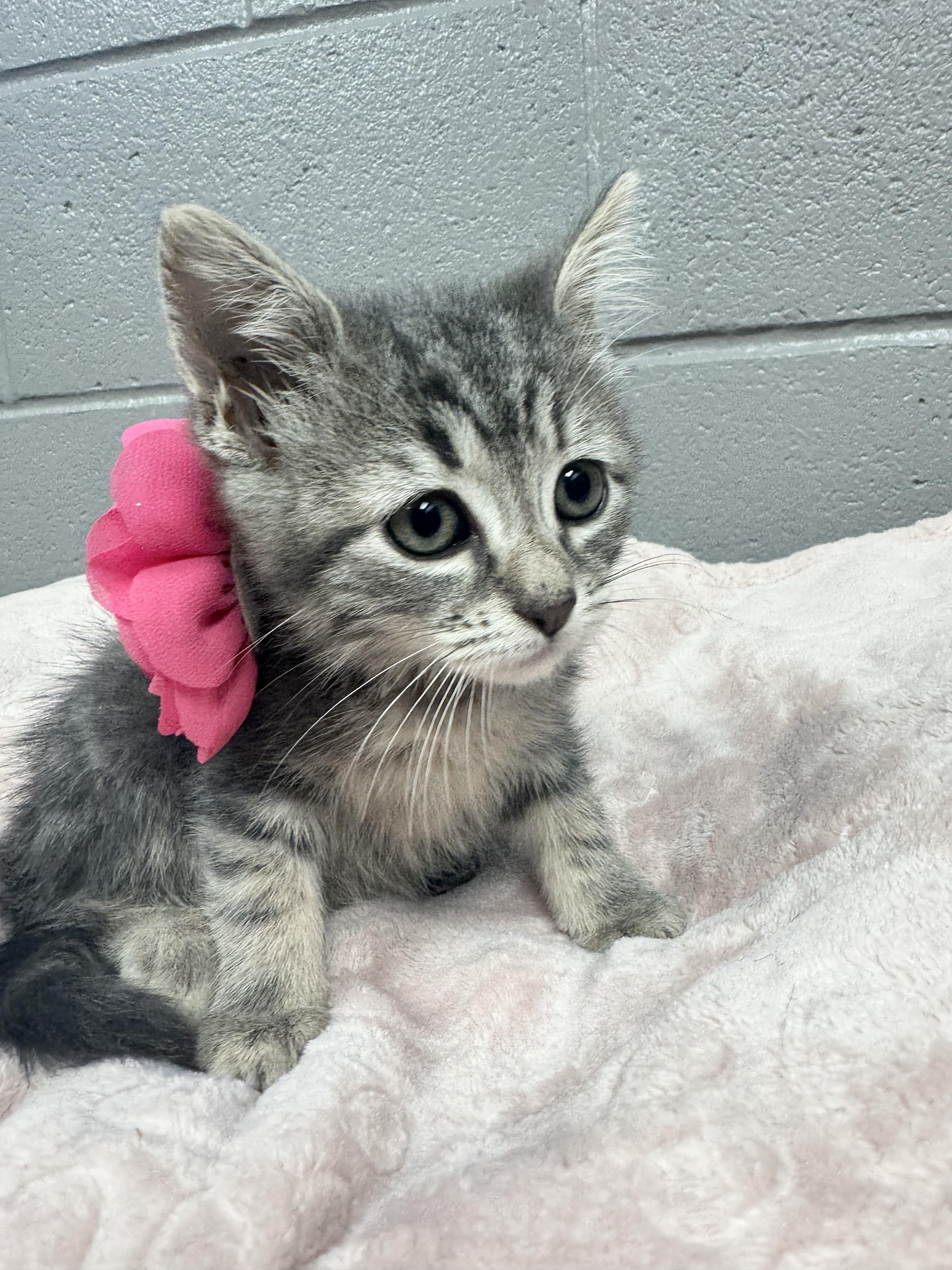 Gorgeous Gabi, a ADOPTABLE mixed breed in West Hartford , CT image 2/6