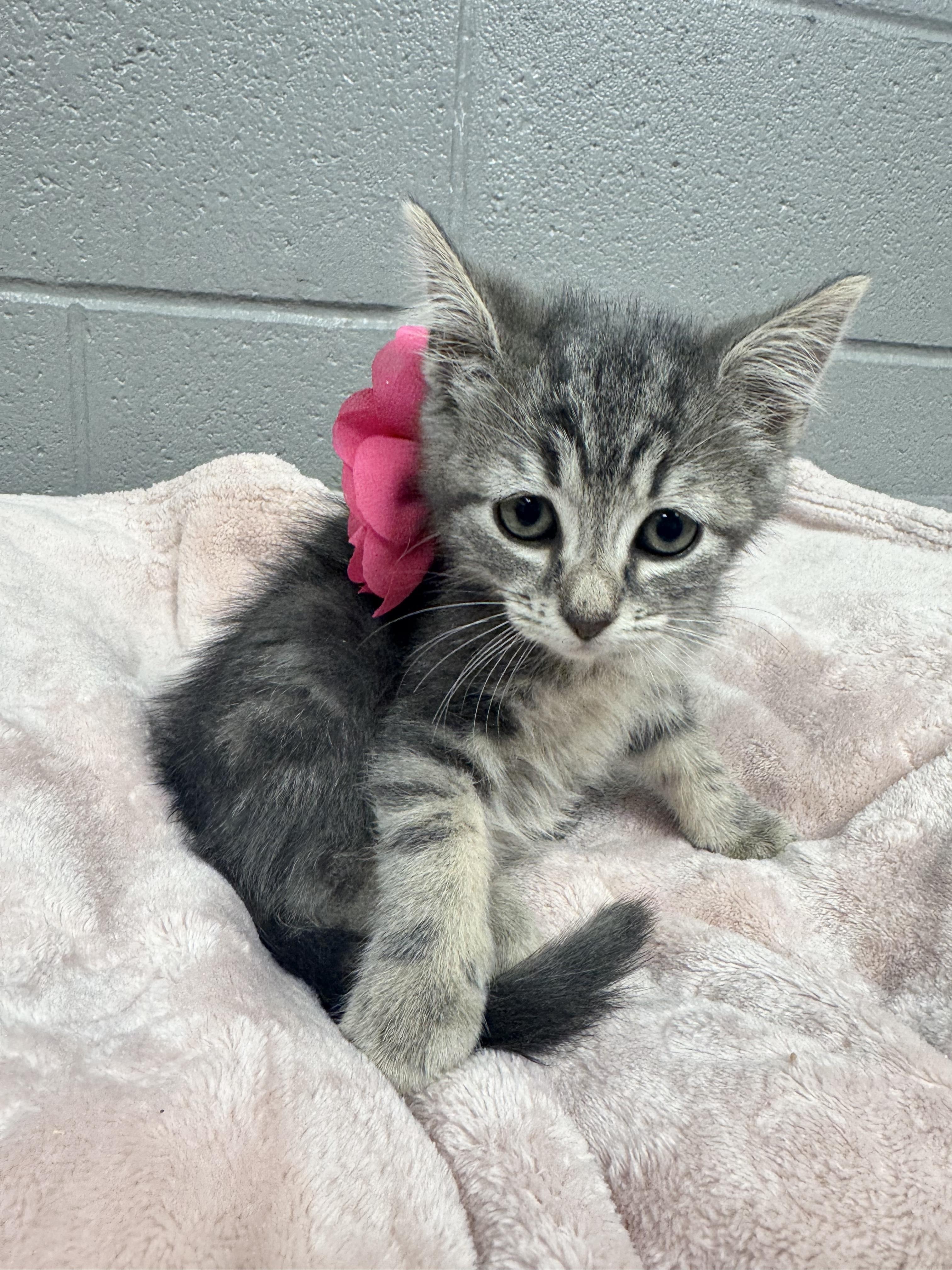 Gorgeous Gabi, a ADOPTABLE mixed breed in West Hartford , CT image 4/6