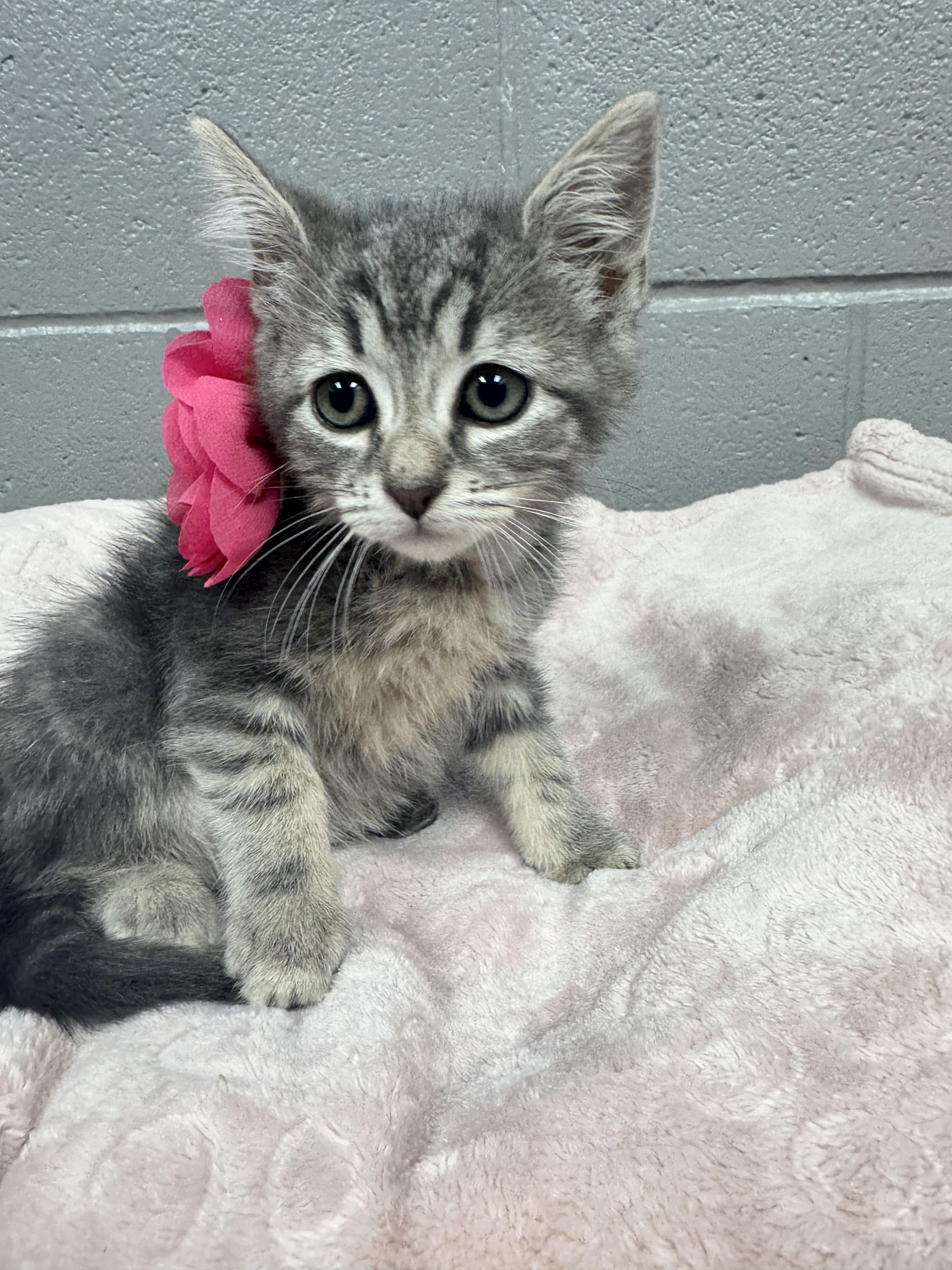 Gorgeous Gabi, ADOPTABLE, Kitten Female Tabby & Domestic Short Hair.