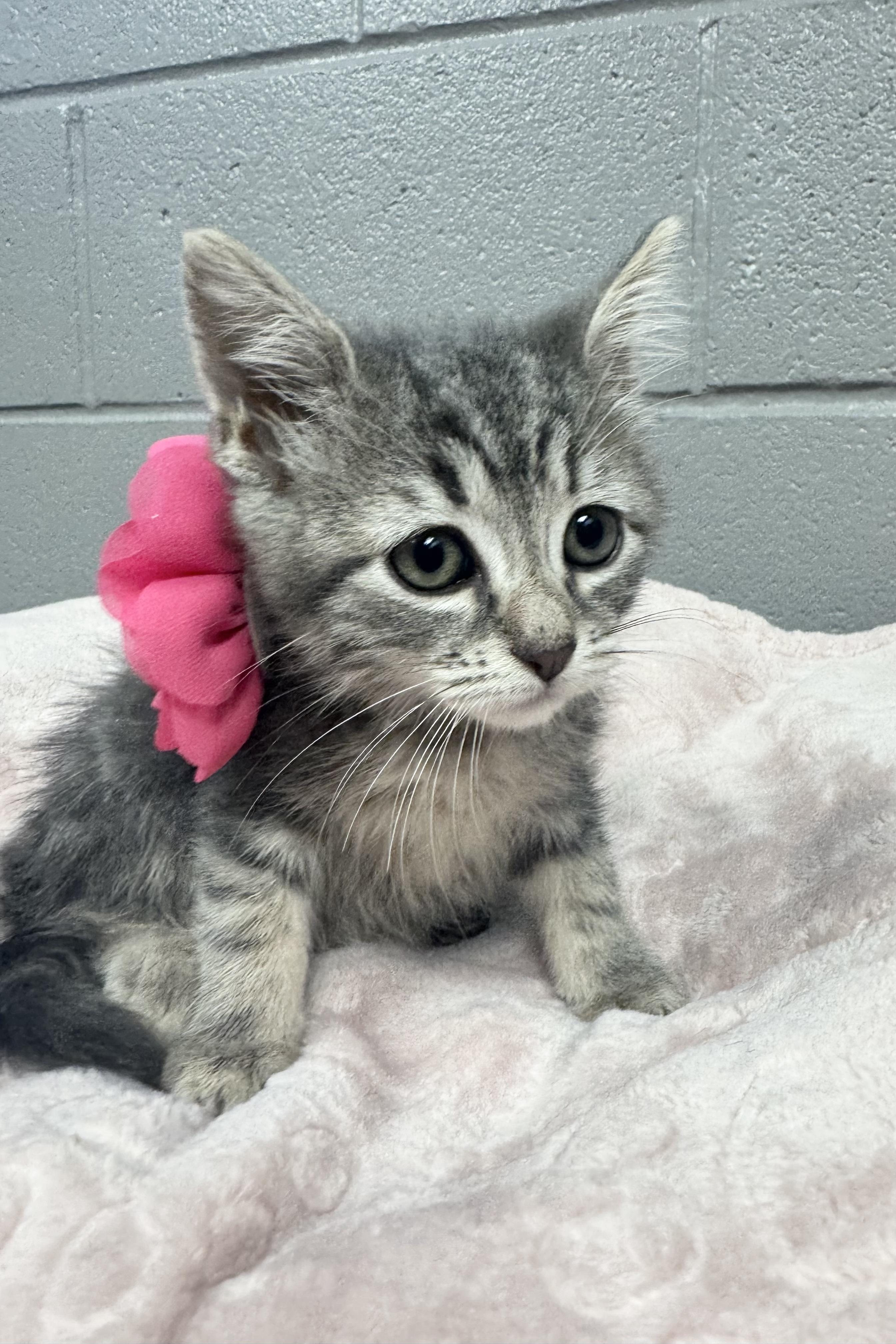 Gorgeous Gabi, a ADOPTABLE mixed breed in West Hartford , CT image 3/6