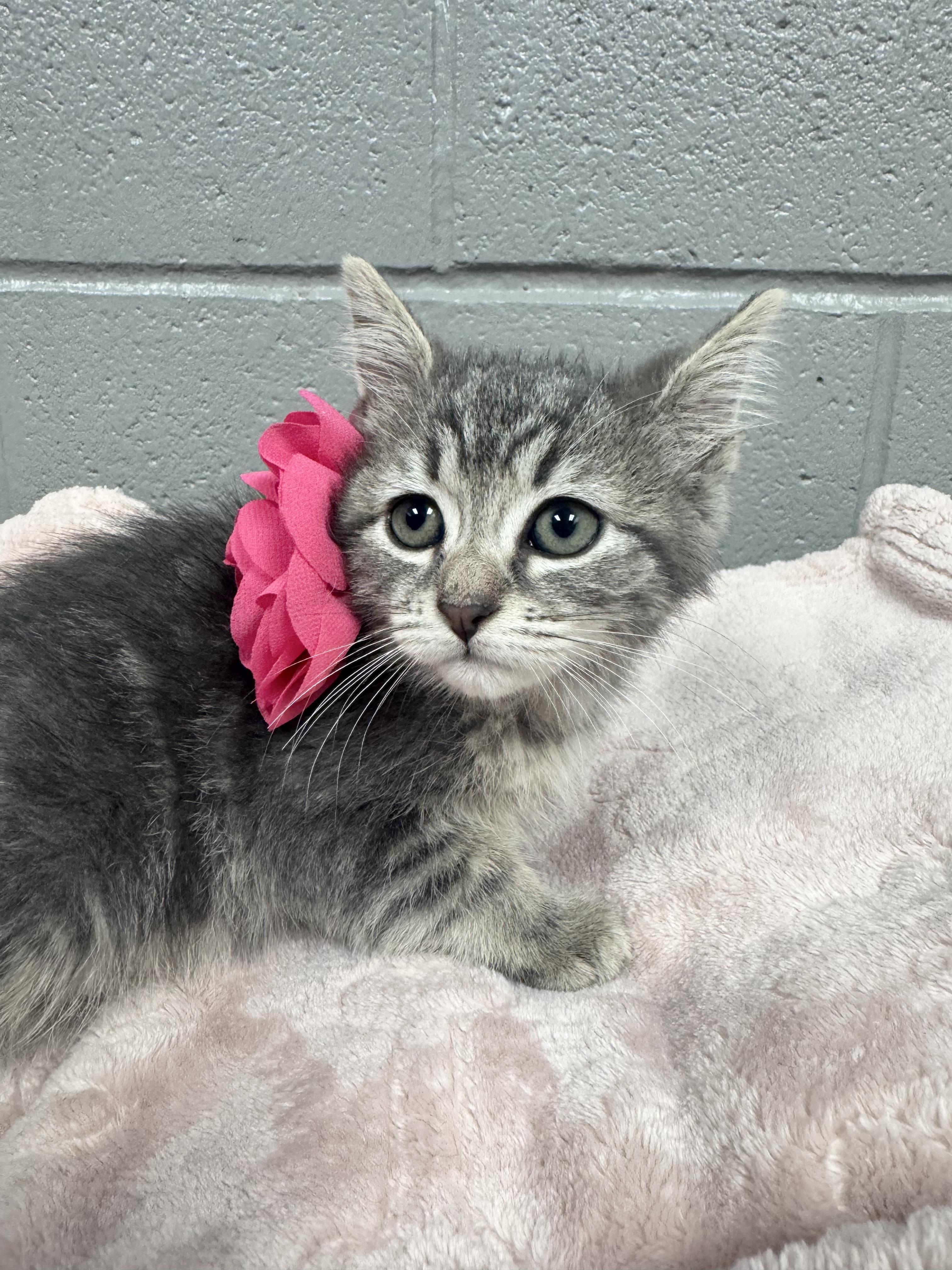 Gorgeous Gabi, a ADOPTABLE mixed breed in West Hartford , CT image 6/6