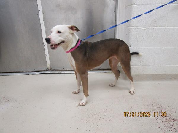Scarabi(16), Adoptable, Adult Female Pit Bull Terrier.