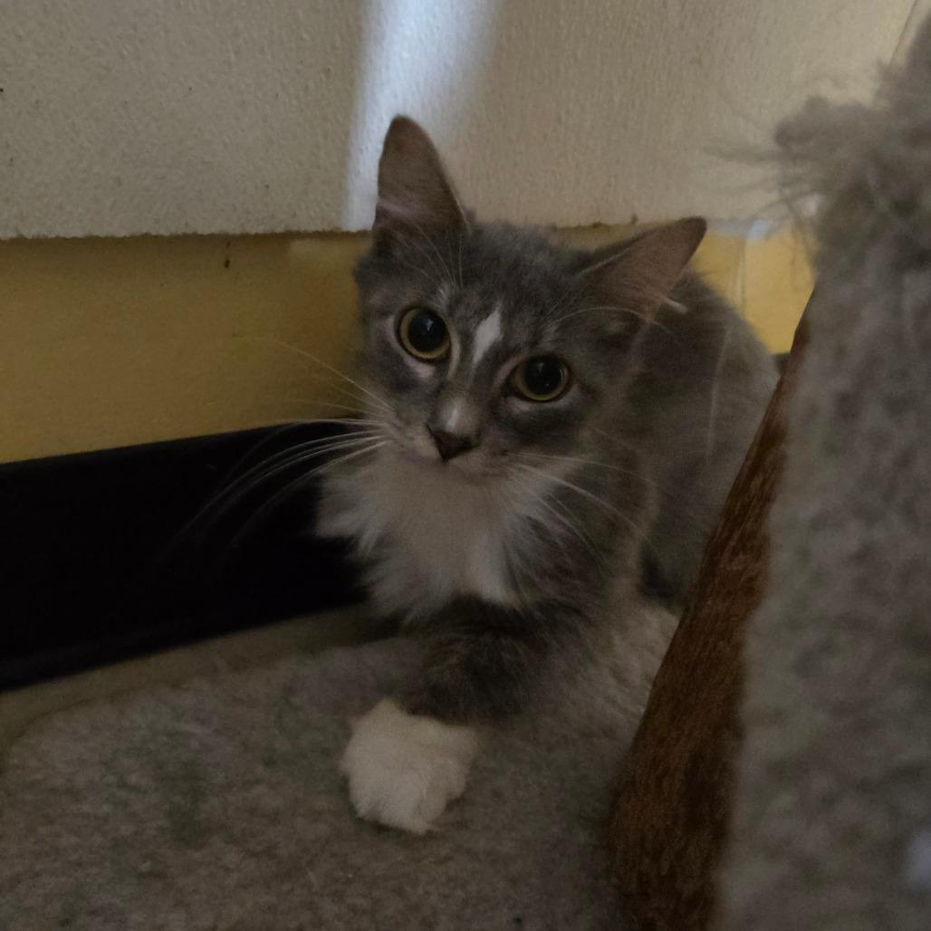 Enlarge Pastina, a Adoptable Domestic Medium Hair in Pontiac, IL image 1/5