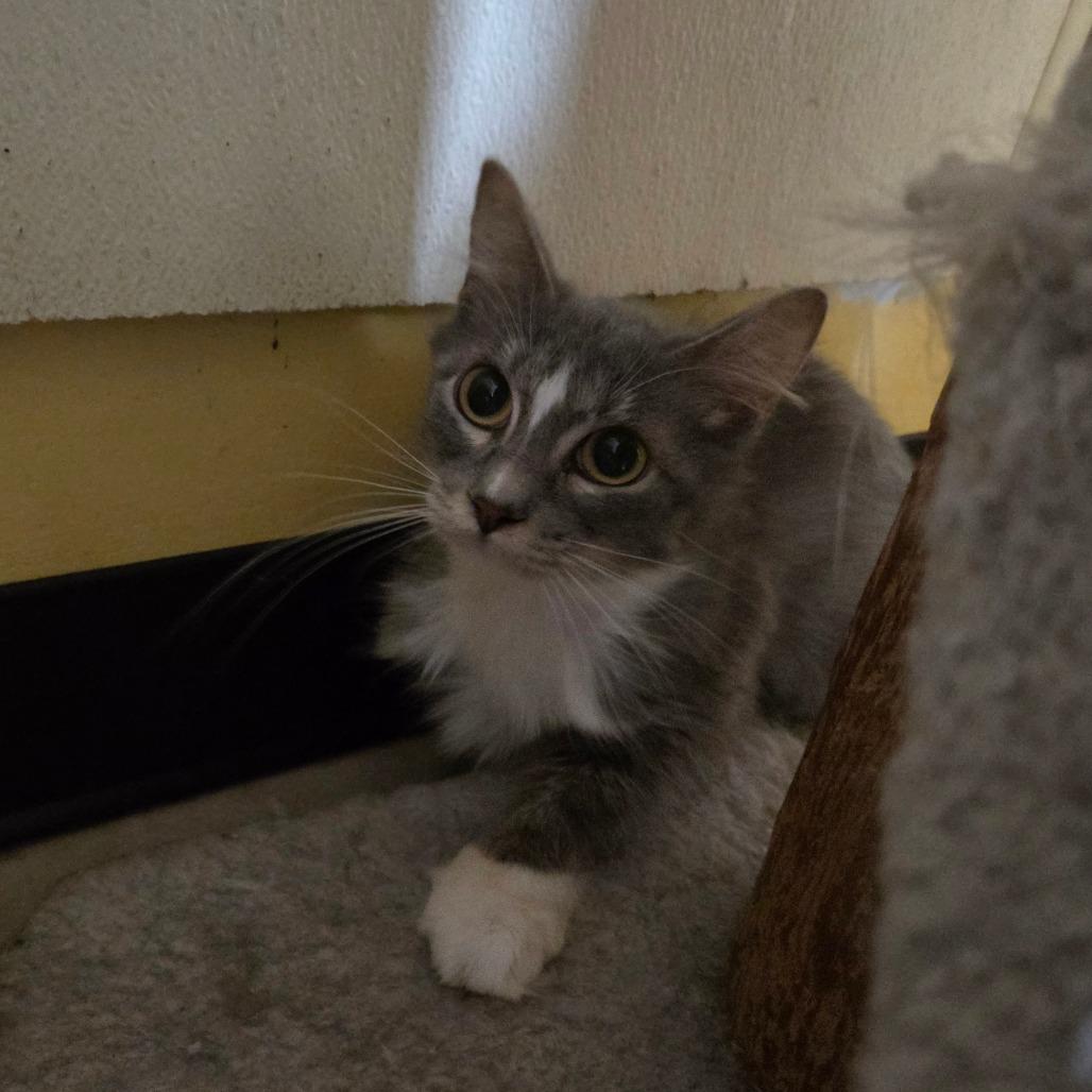 Enlarge Pastina, a Adoptable Domestic Medium Hair in Pontiac, IL image 2/5