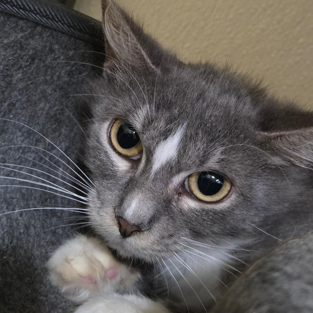 Enlarge Pastina, a Adoptable Domestic Medium Hair in Pontiac, IL image 3/5