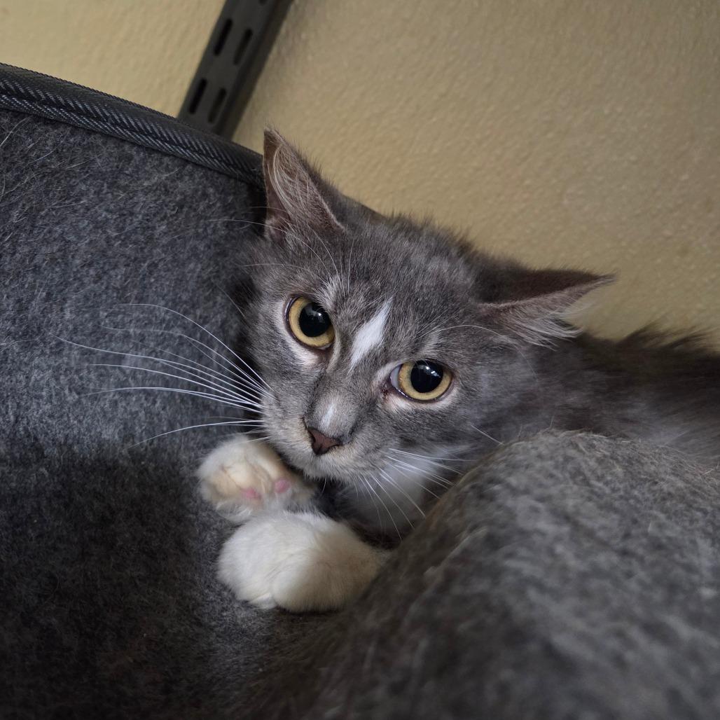 Enlarge Pastina, a Adoptable Domestic Medium Hair in Pontiac, IL image 5/5