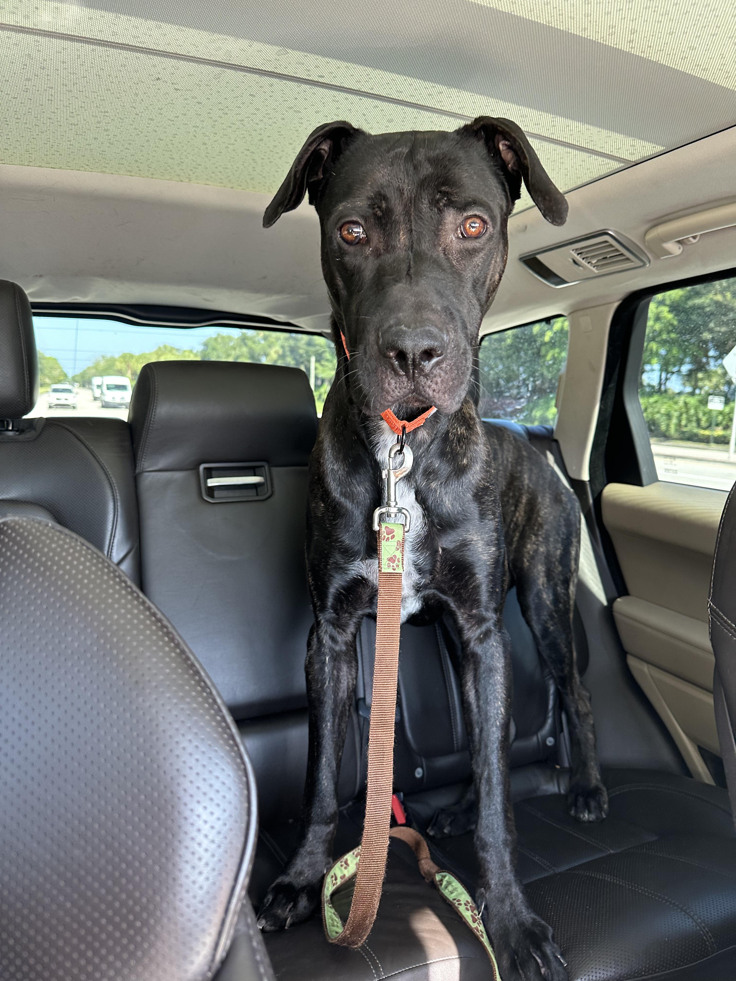 Carl, Baby Male Great Dane