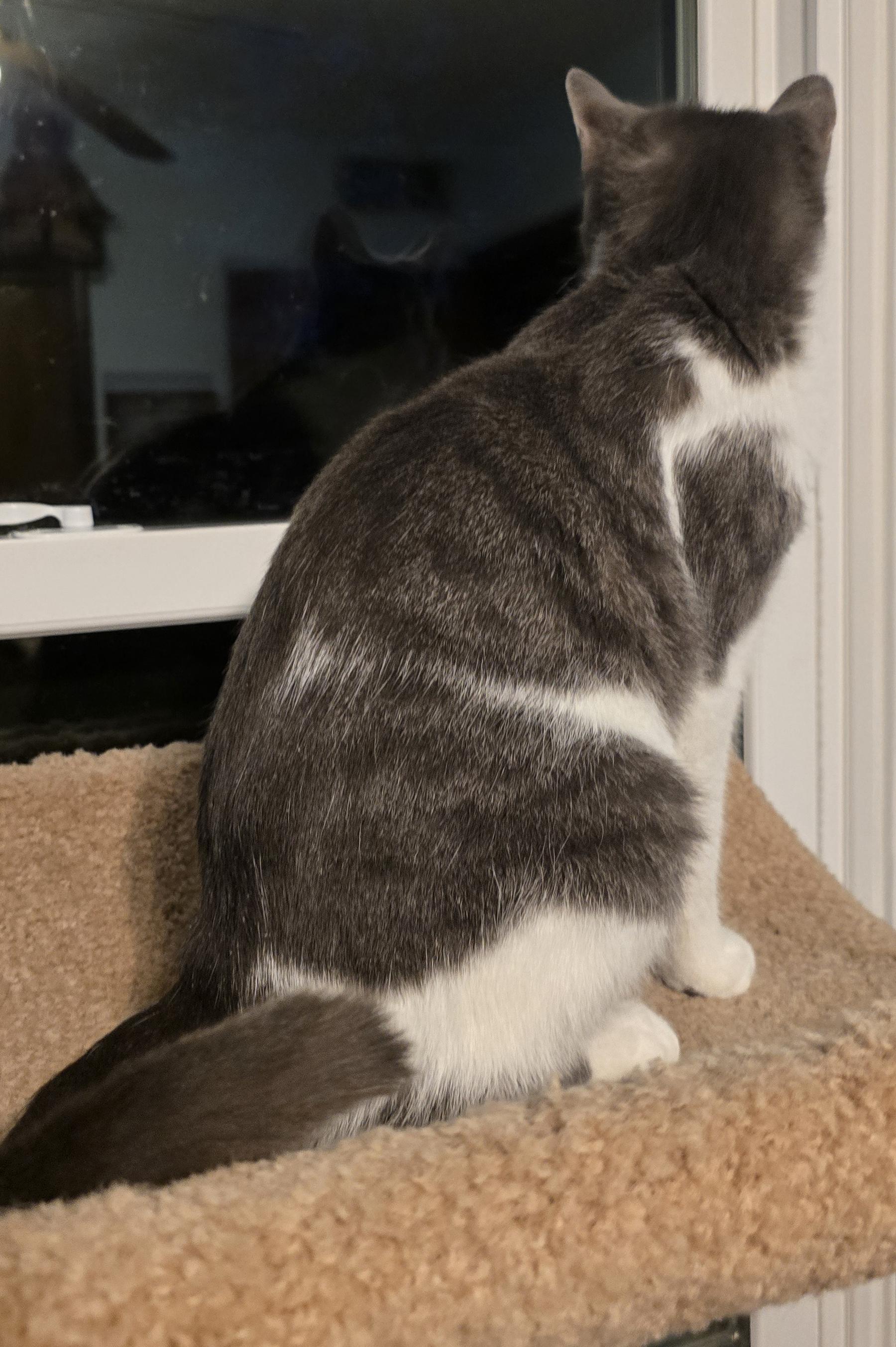 Delilah, an adopted Domestic Short Hair in Wadsworth, OH image 2/2