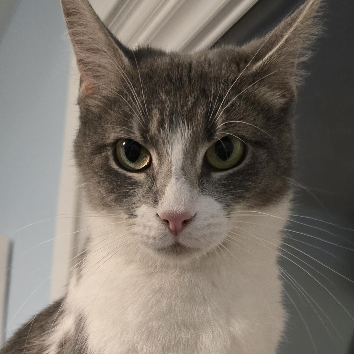 Delilah, adopted, Adult Female Domestic Short Hair.