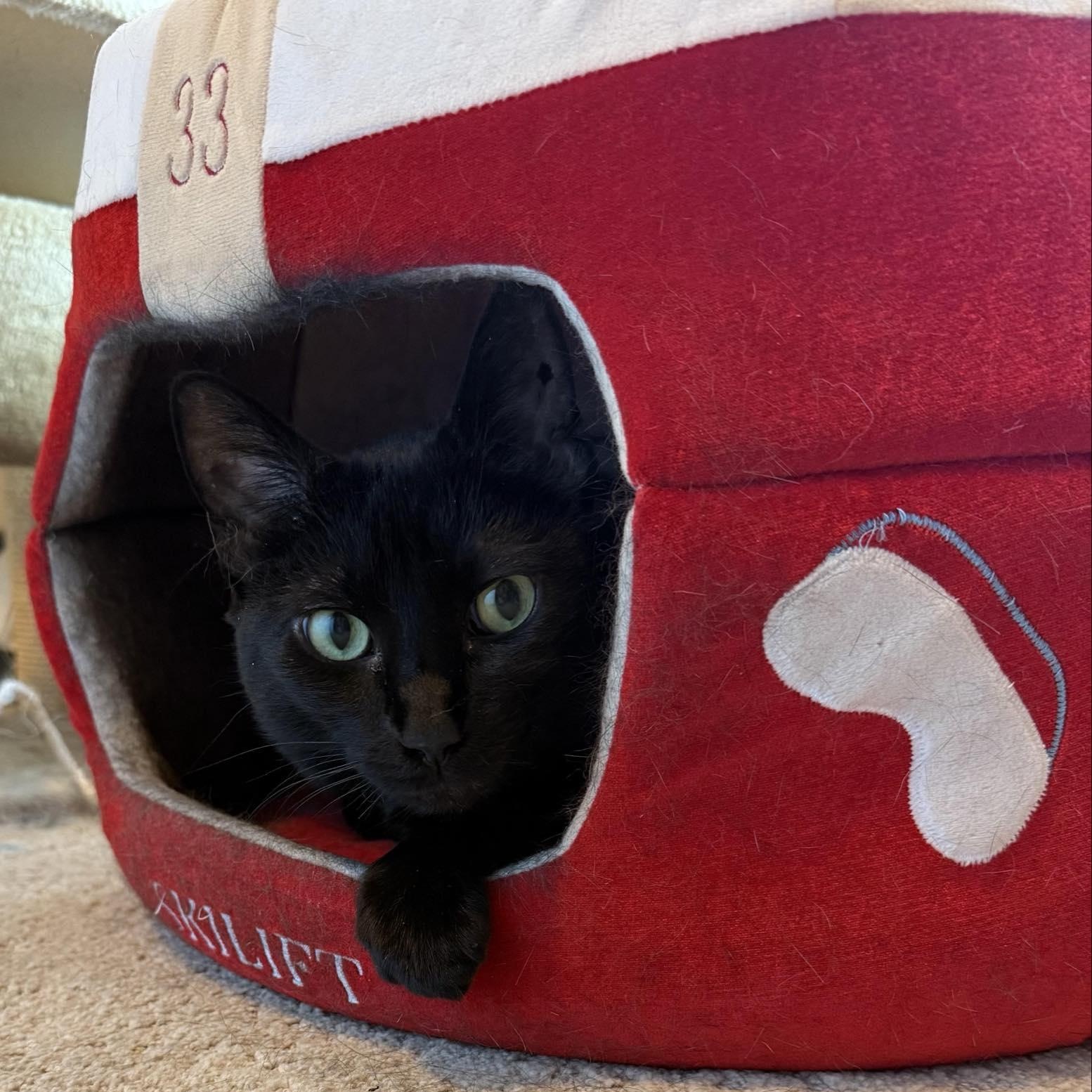 Enlarge Annie, a Adoptable mixed breed in Fort Worth, TX image 3/4