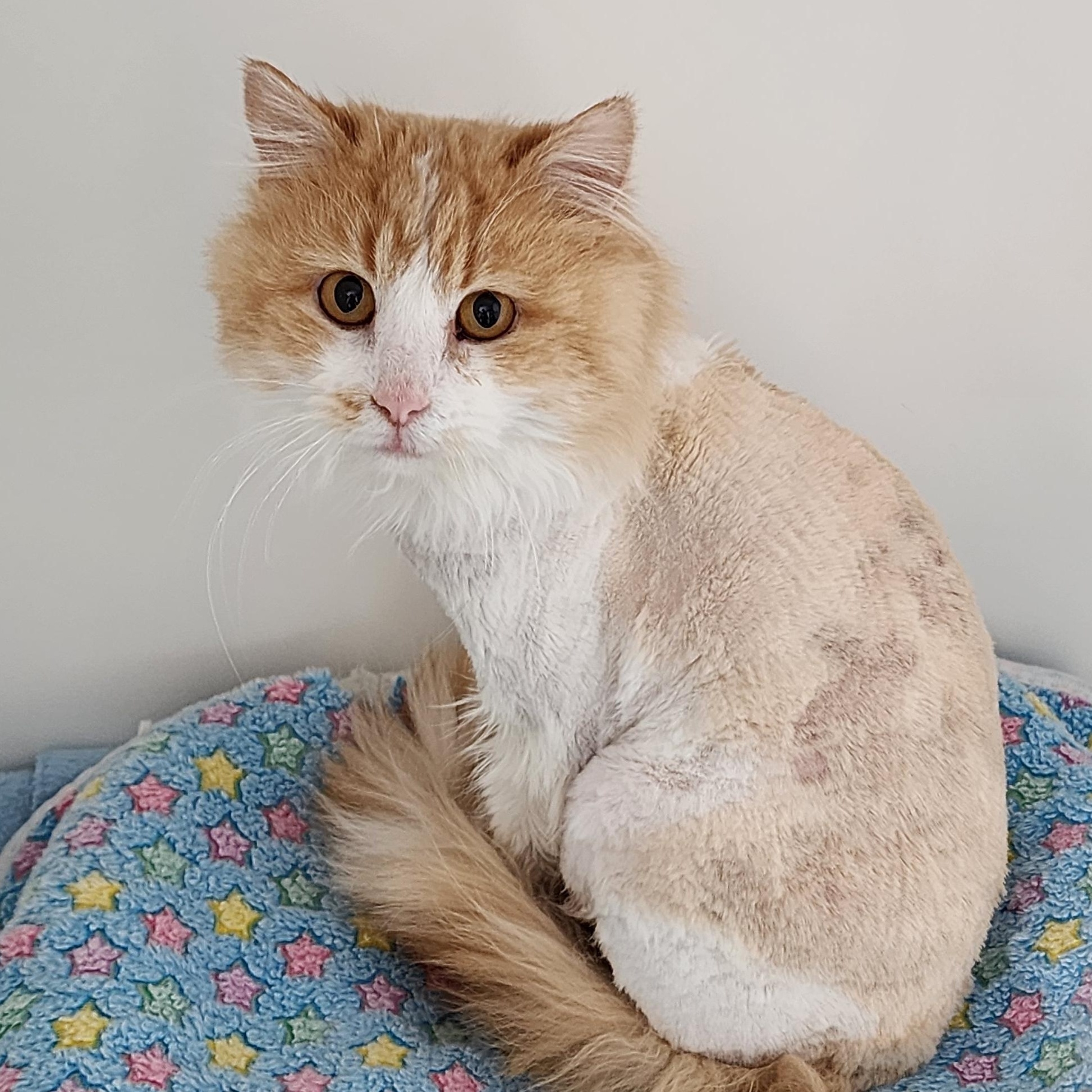 Daxter, adopted, Adult Male Domestic Long Hair.