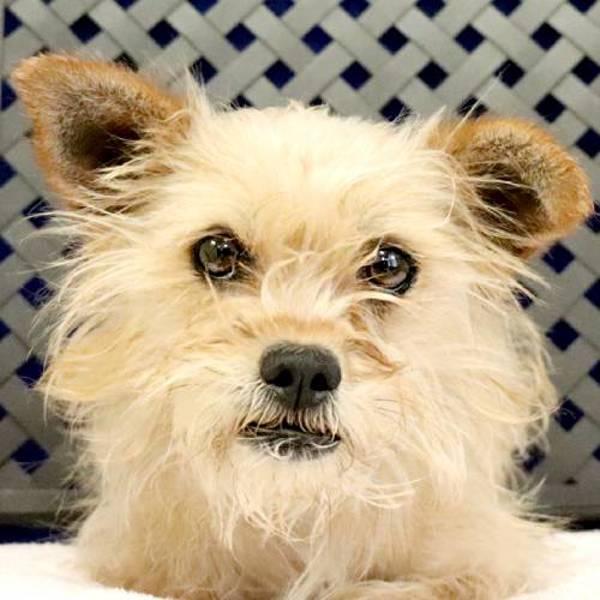 Tiny, Adoptable, Young Female Terrier.