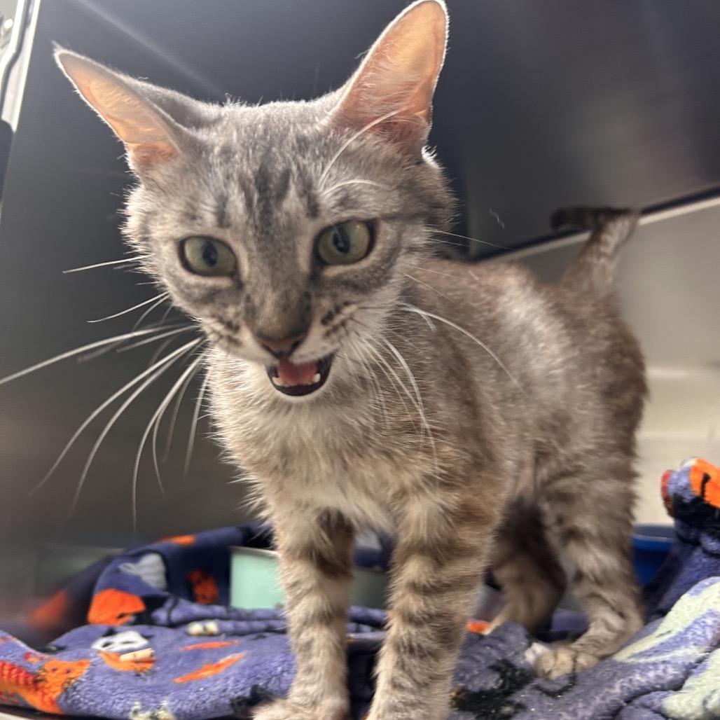 Jalapeno, a Adoptable Domestic Short Hair in Fresno, CA image 3/5