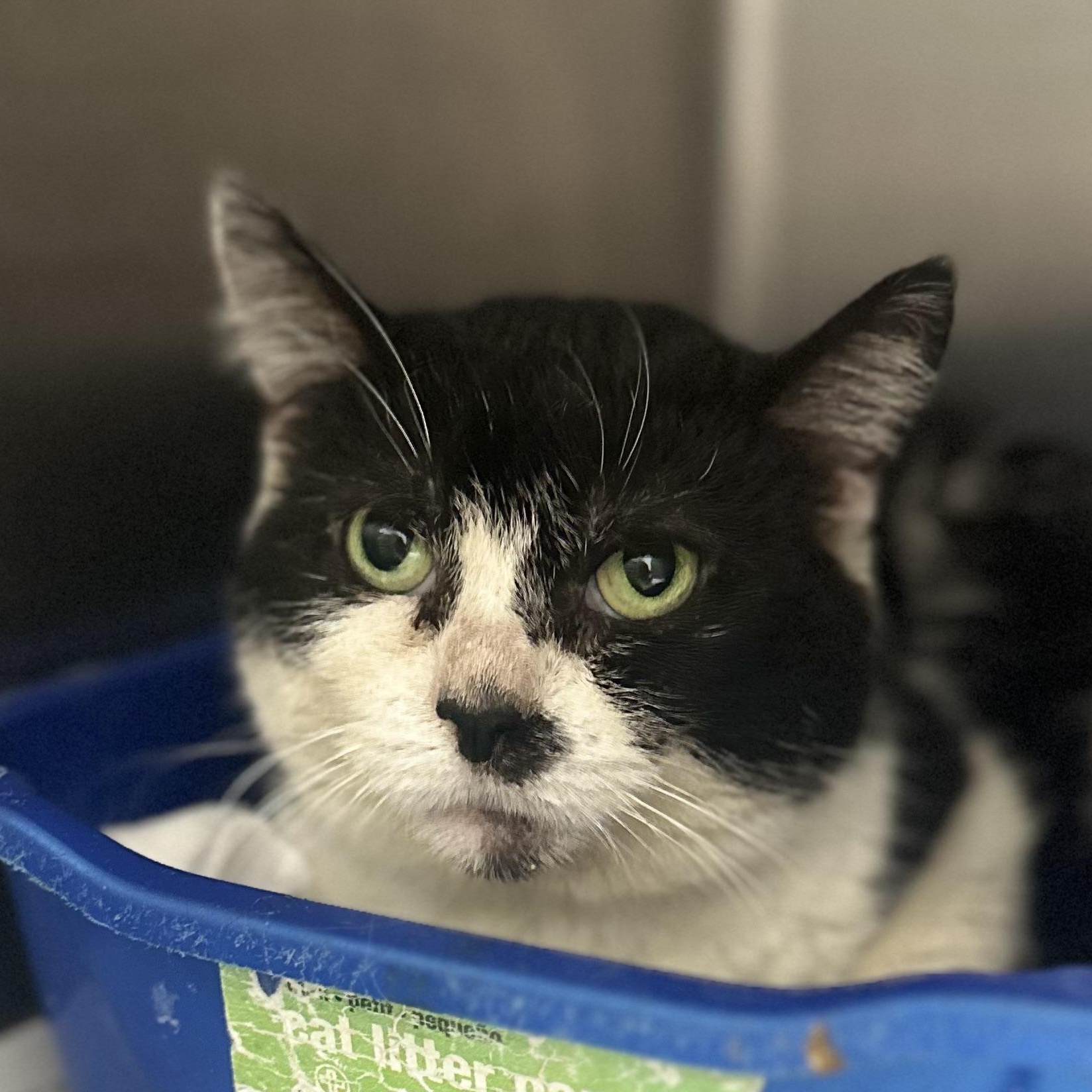 Dr. Pepper, Adult Female Domestic Short Hair