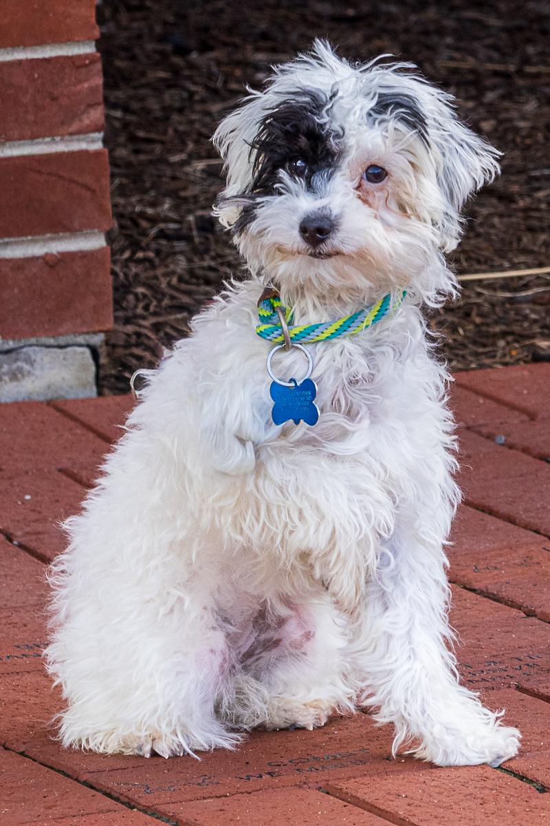 Bella, an adopted mixed breed in Arlington Heights, IL image 2/2