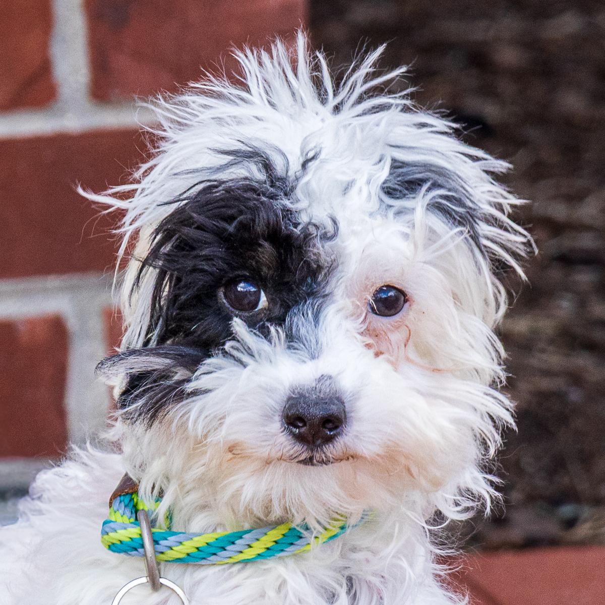Bella, adopted, Puppy Female Poodle.