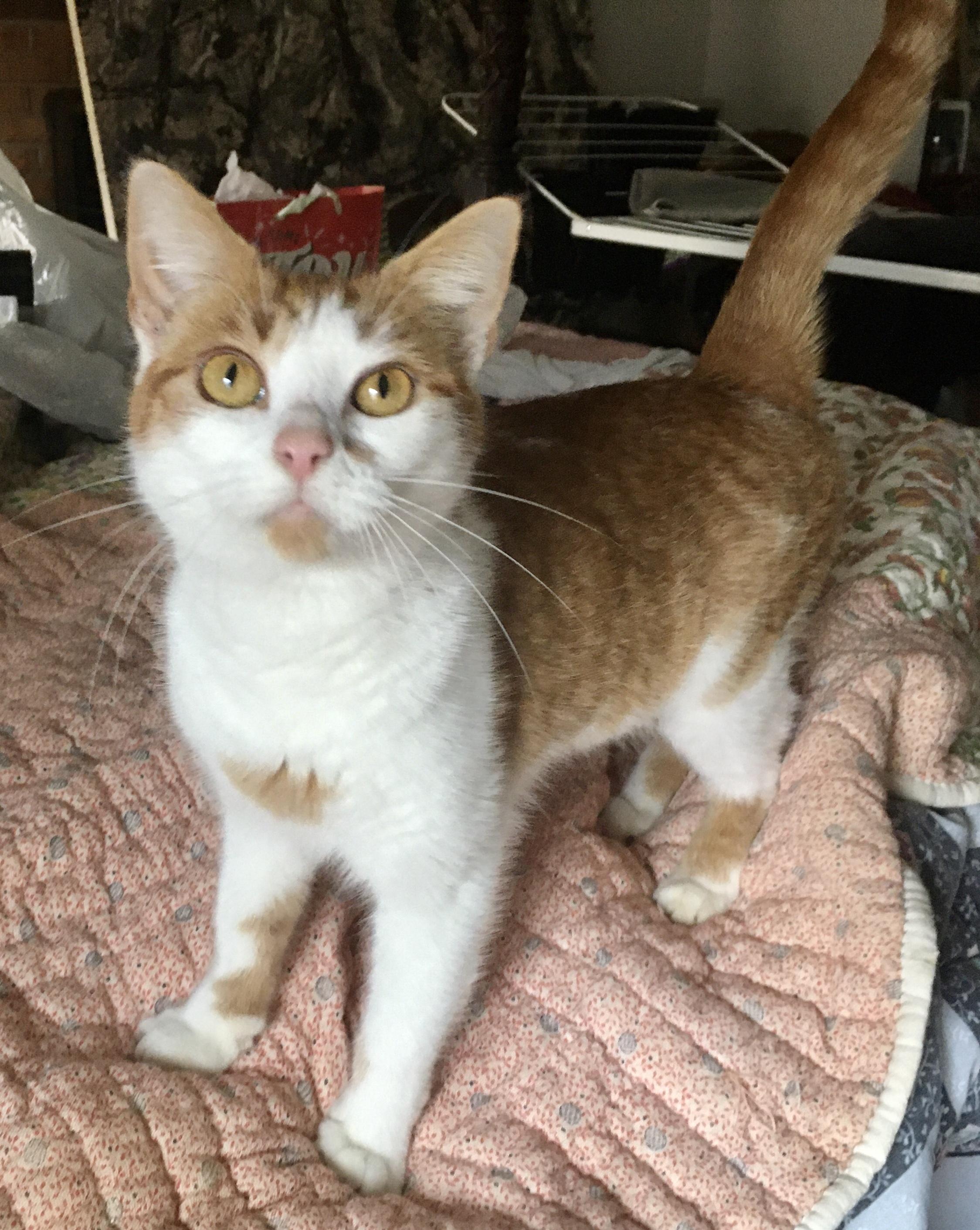 Enlarge Rosa, an adopted Domestic Short Hair in Stuart, VA image 1/1