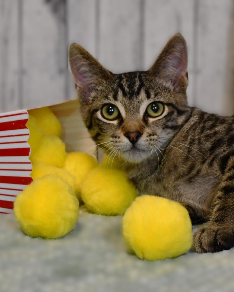 Sparky, Adoptable, Young Male Domestic Short Hair.