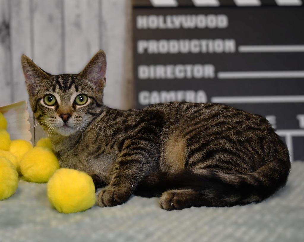 Enlarge Sparky, a Adoptable mixed breed in Roanoke, TX image 2/3