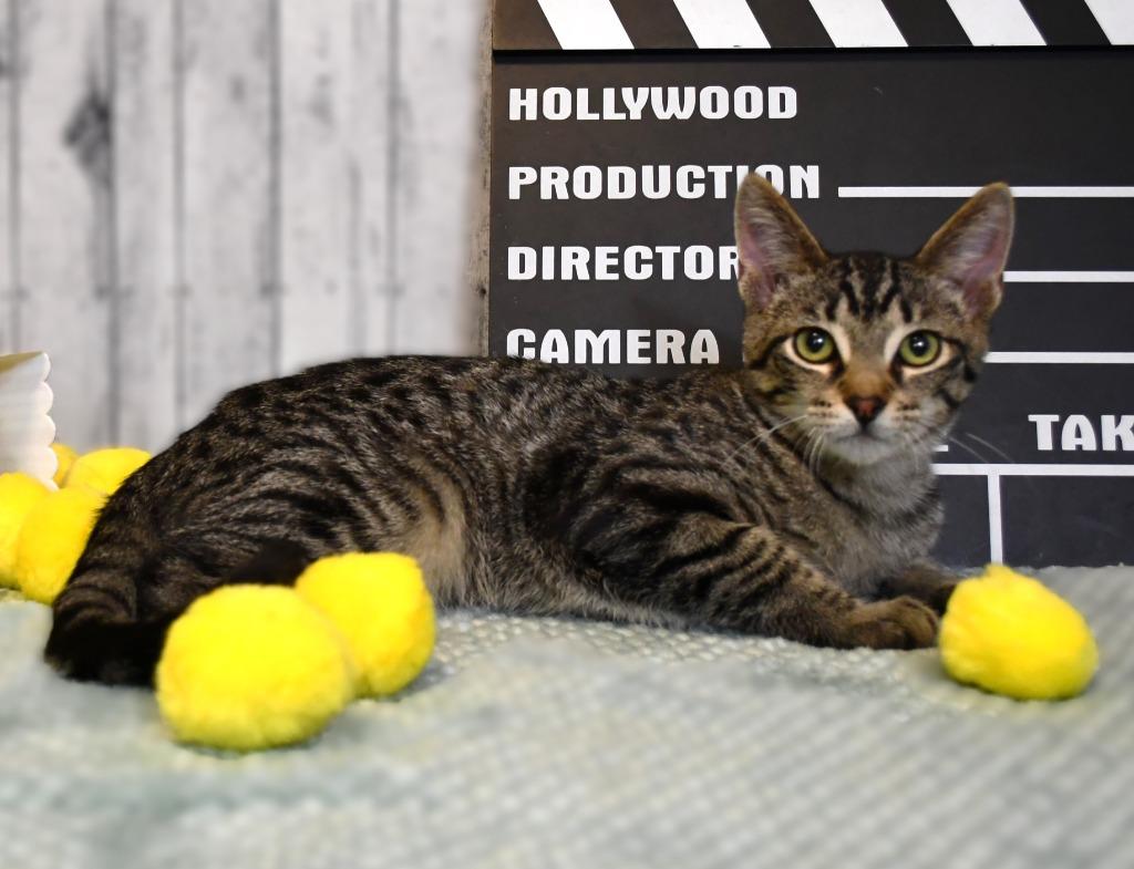 Enlarge Sparky, a Adoptable mixed breed in Roanoke, TX image 3/3