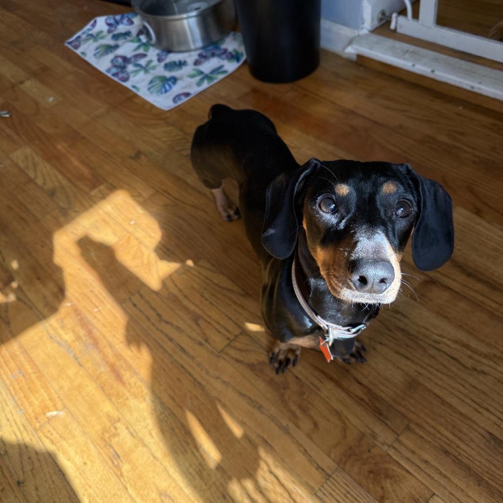 Gino photo