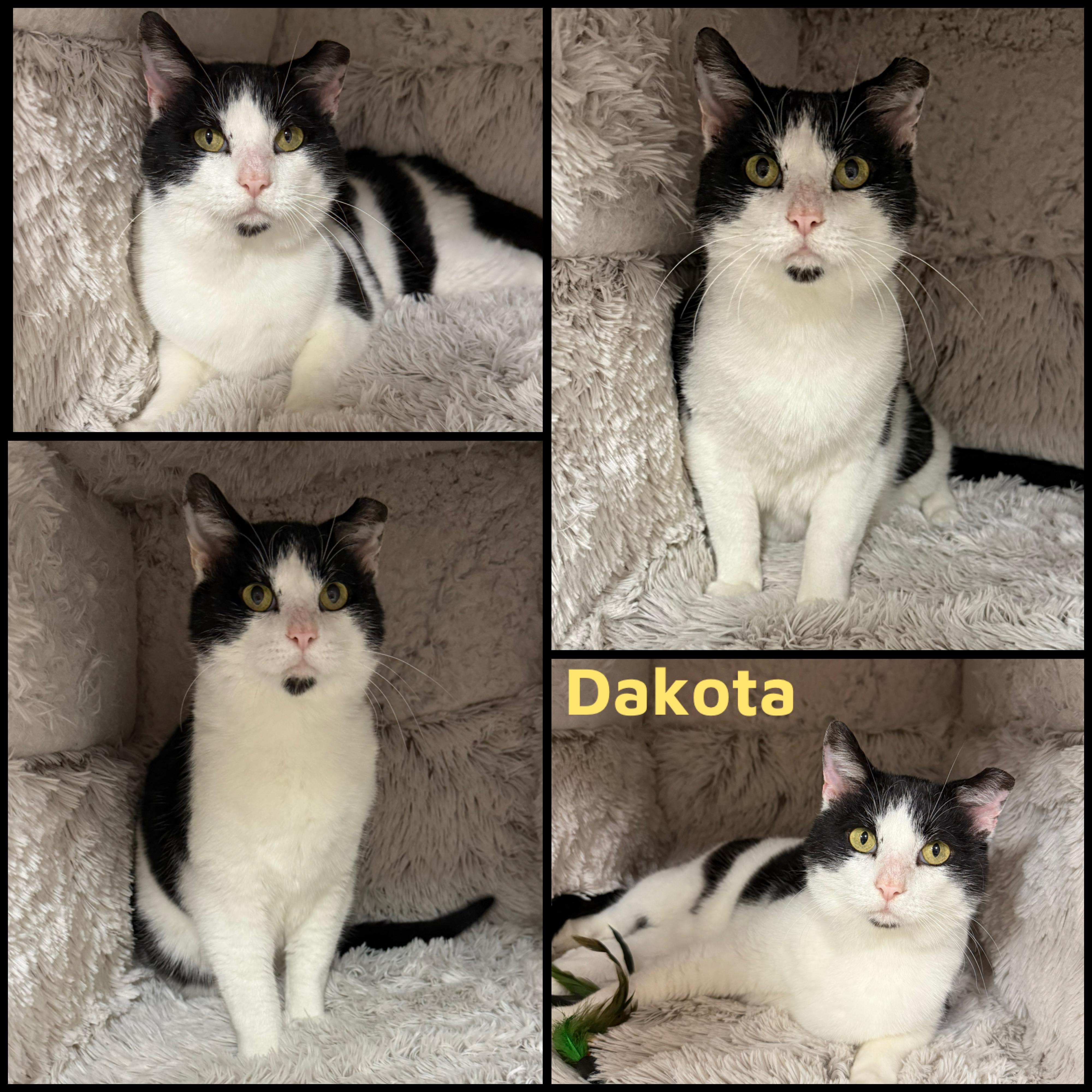 Enlarge Dakota, a ADOPTABLE Domestic Short Hair in Louisville, KY image 1/1