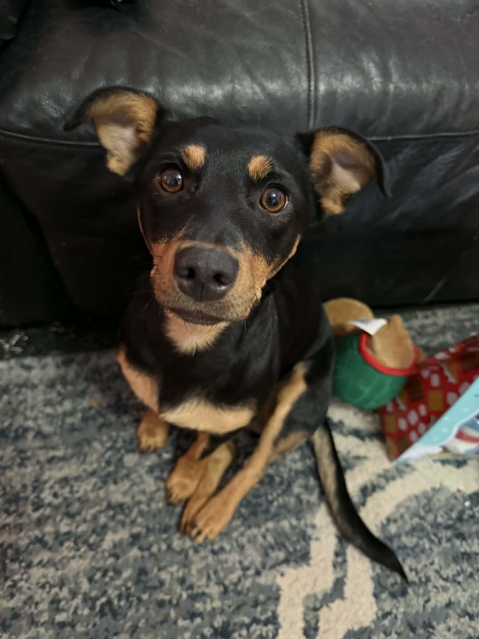 Angel, a Adoptable Miniature Pinscher in Jerome, ID image 2/3