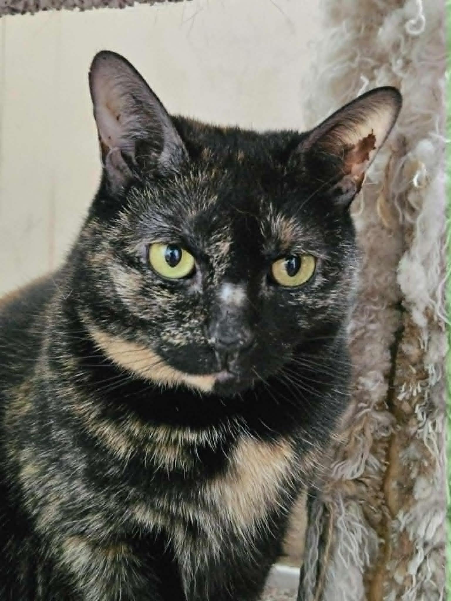 Trixie & Jeremy , Adoptable, Adult Male Tortoiseshell.