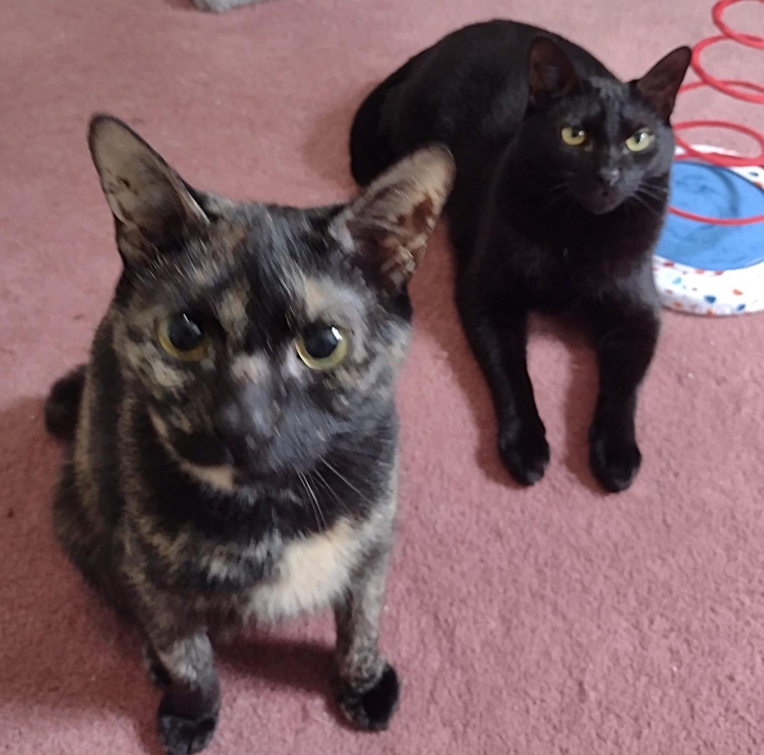 Trixie & Jeremy , a Adoptable mixed breed in Woodmere, NY image 4/5
