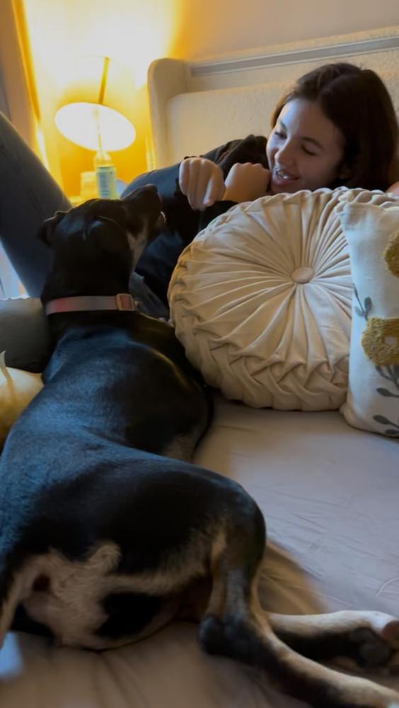 Violet Rose, Adoptable, Puppy Female Doberman Pinscher.