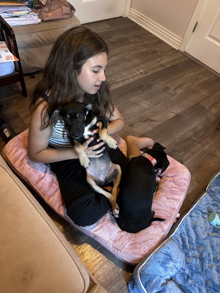 Violet Rose, Adoptable, Puppy Female Doberman Pinscher.