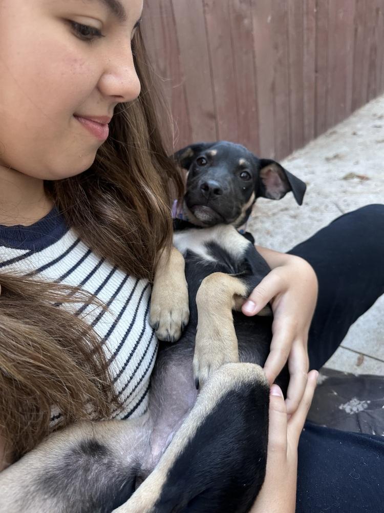 Enlarge Violet Rose, a Adoptable mixed breed in Pasadena, CA image 2/6