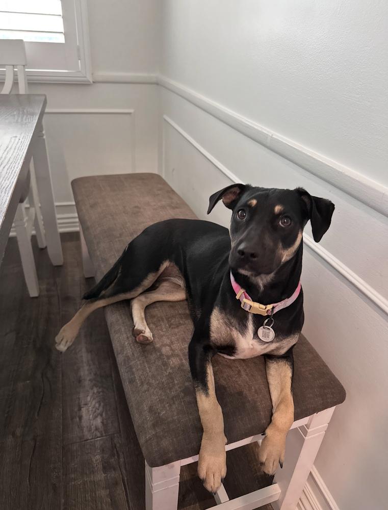 Enlarge Violet Rose, a Adoptable mixed breed in Pasadena, CA image 2/6