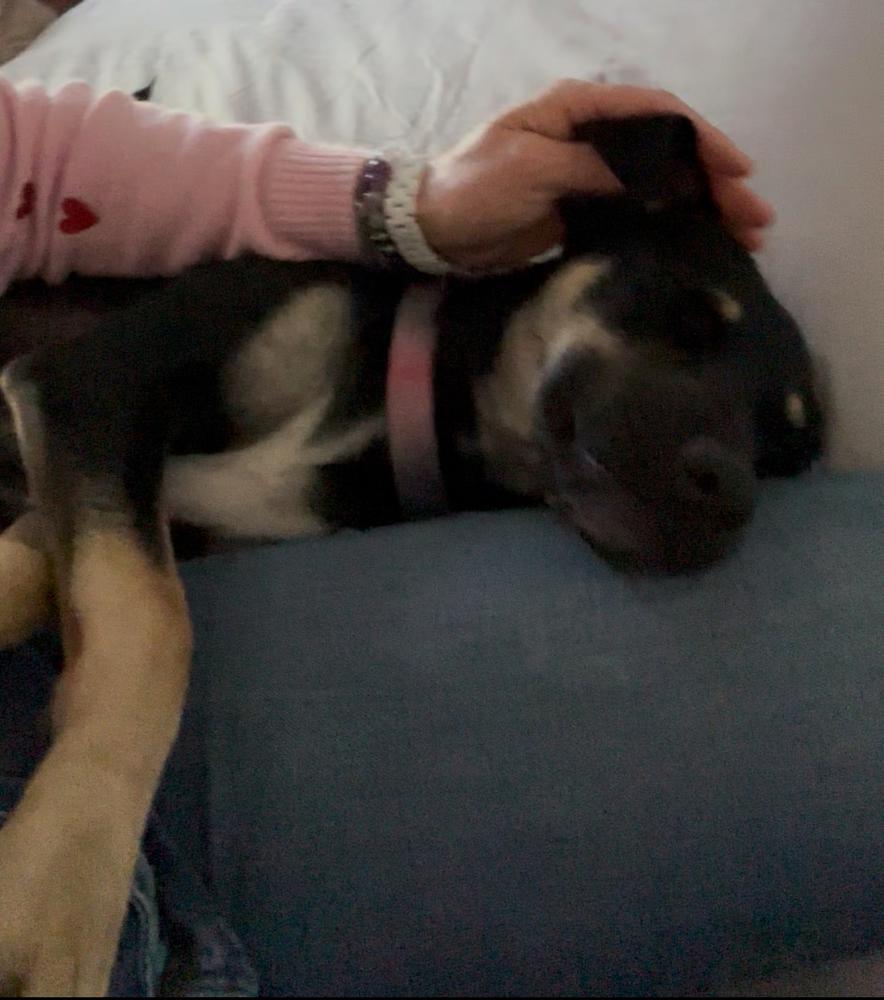 Enlarge Violet Rose, a Adoptable mixed breed in Pasadena, CA image 3/6