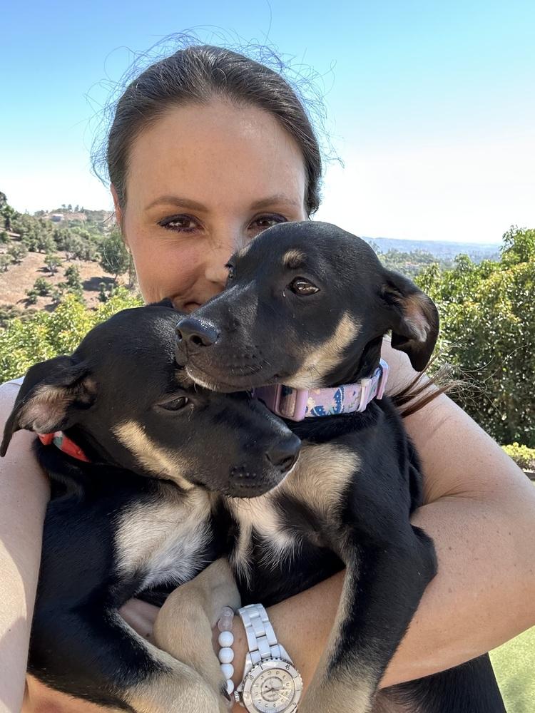 Enlarge Violet Rose, a Adoptable mixed breed in Pasadena, CA image 2/6