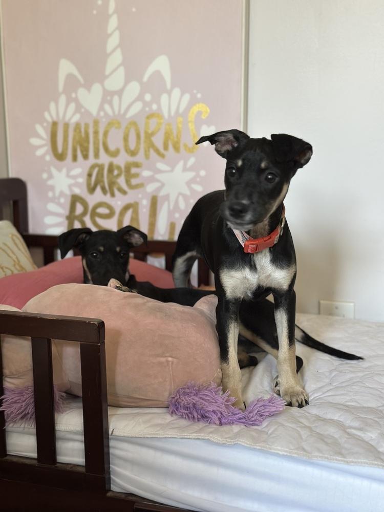 Enlarge Violet Rose, a Adoptable mixed breed in Pasadena, CA image 3/6