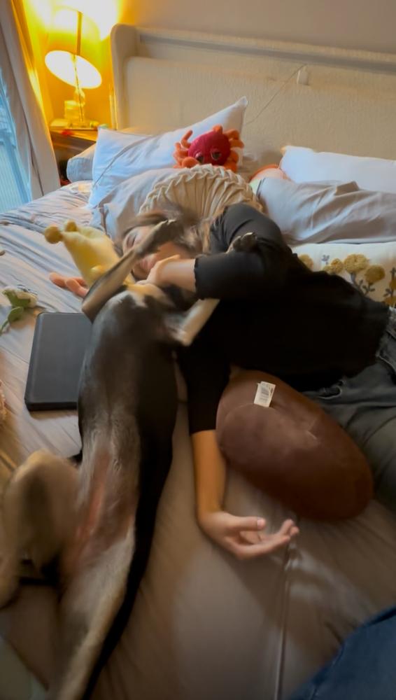 Enlarge Violet Rose, a Adoptable mixed breed in Pasadena, CA image 5/6