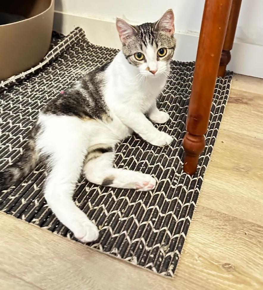Enlarge Genie, a Adoptable Domestic Short Hair in Lincoln, NE image 2/5
