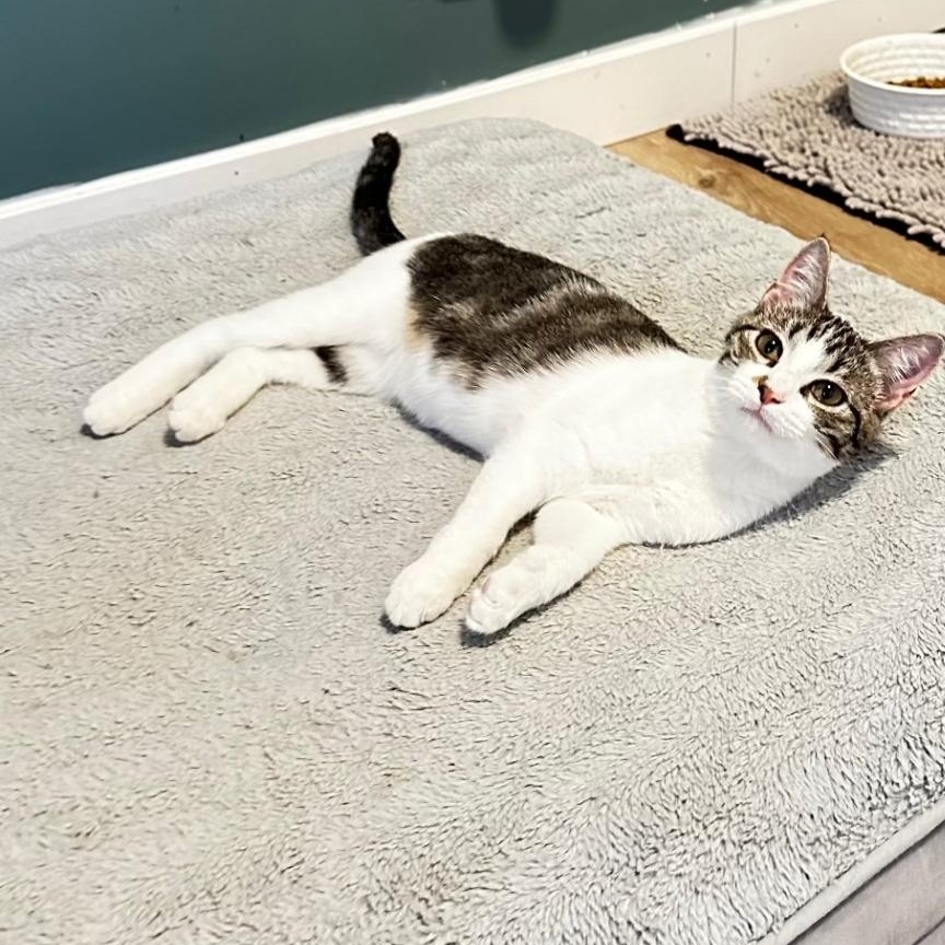 Enlarge Genie, a Adoptable Domestic Short Hair in Lincoln, NE image 4/5